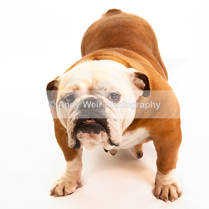 20121104-_MG_0861-1558 - Pets