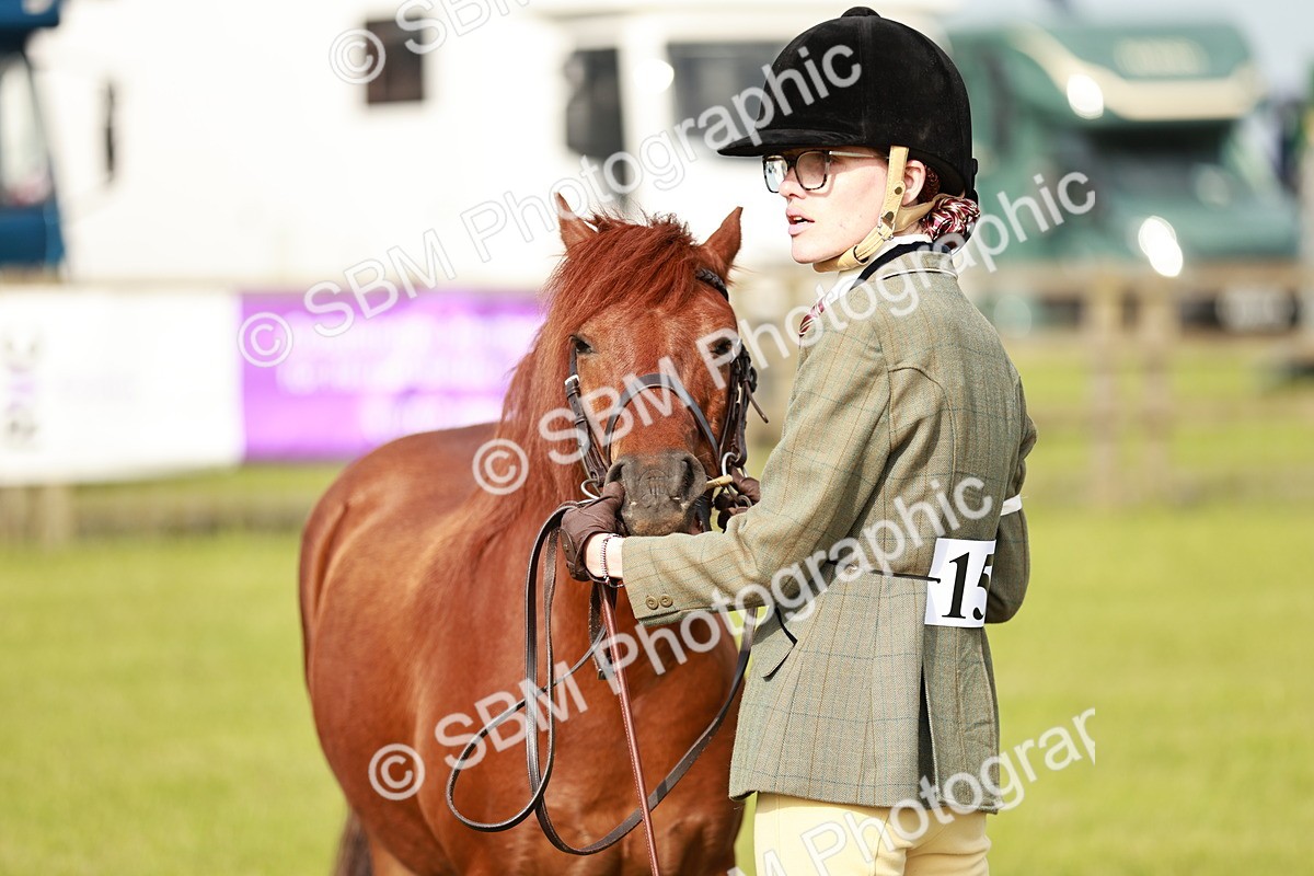 SBM_00472 - Class 14-23 - Mountain & Moorland In Hand Non Welsh