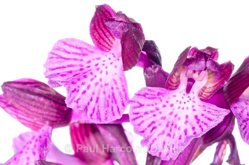  - WB: Orchids - Orchis