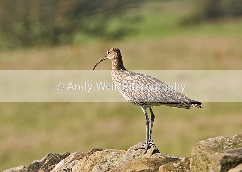 20080713-019 - Curlew