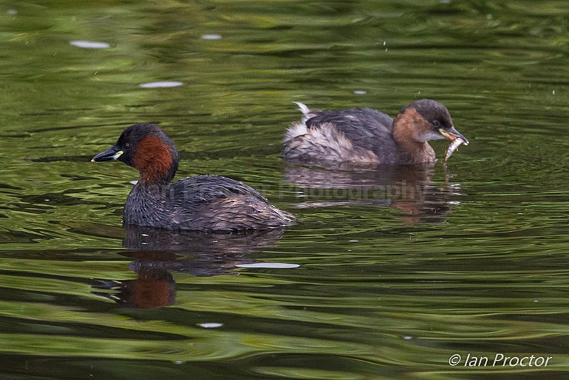 Little Grebe & Juvenile enjoying breakfast! - Nature
