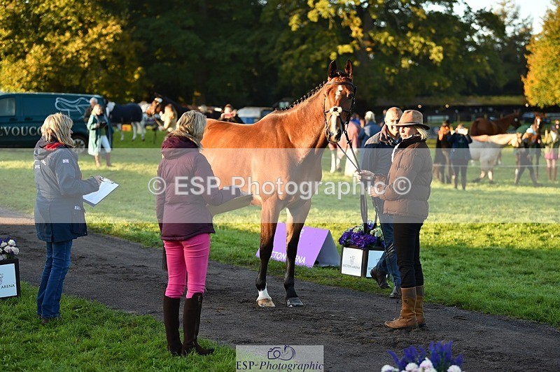 231022-084348-21318 - 637-JOIE.DE.TOURLIDA-Bronia.Hill-TrotUp+SJ