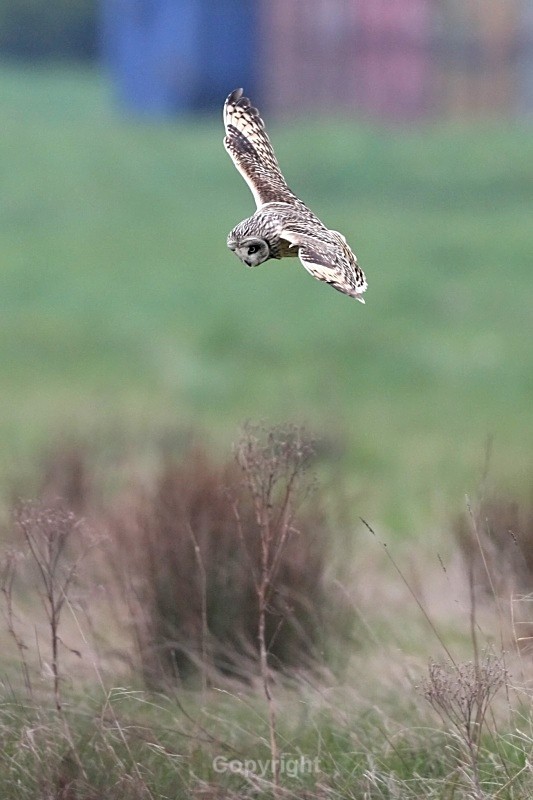 Short Eared Owl,Ashbourne - Birds of Prey