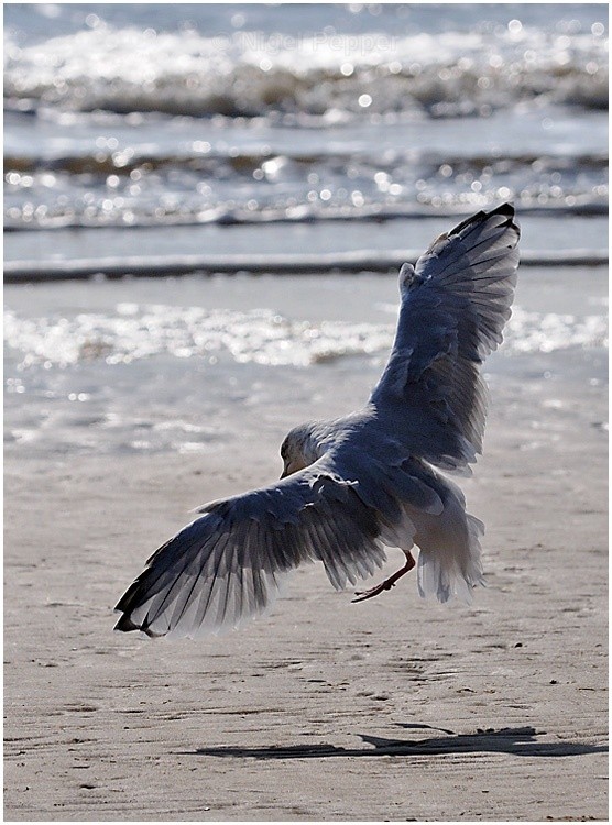 Arriving - Leggy the Herring Gull