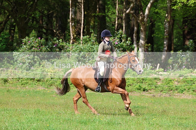 3E7A2682 - Working Hunter Championship