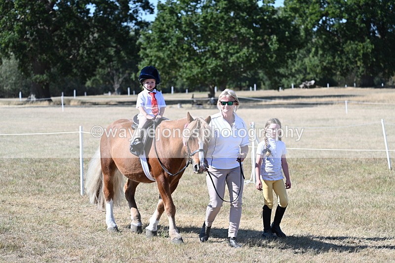 WJ7_1746 - Class 42 Most Handsome Gelding