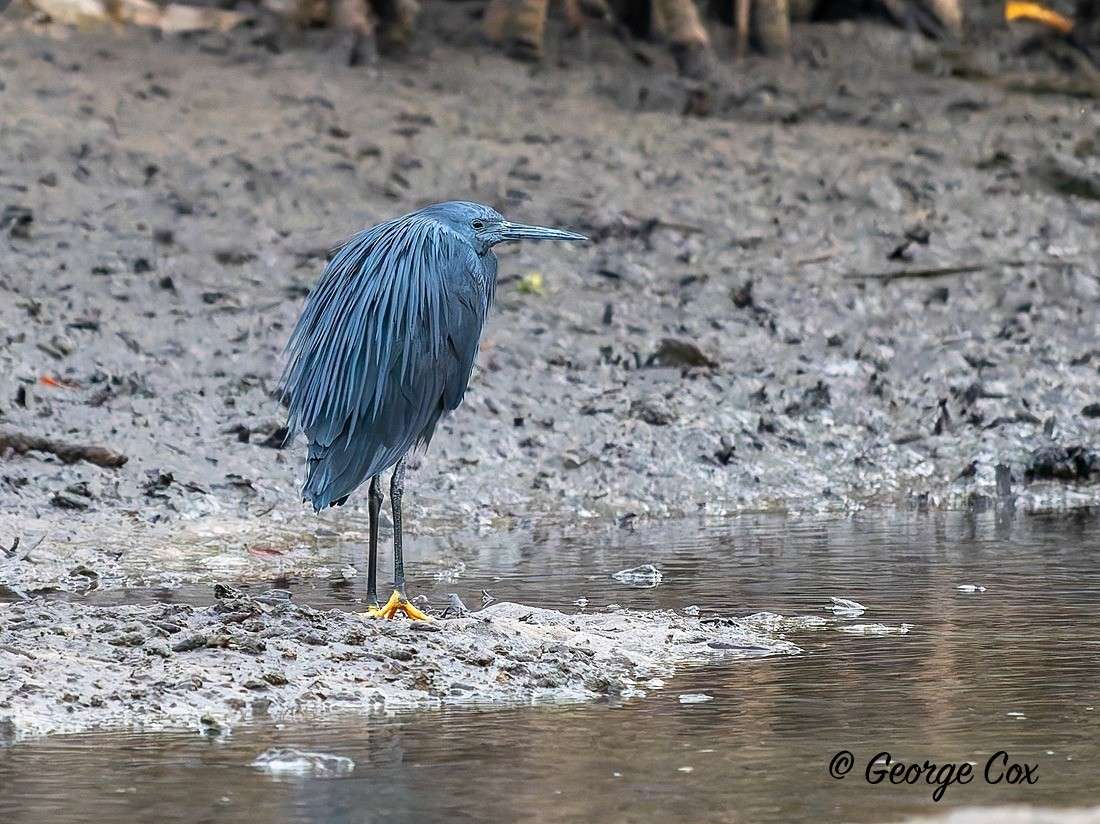 Black Heron - Gambia 2025