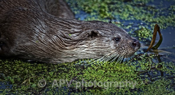  - Natures Photos with Bob Brind-Surch.