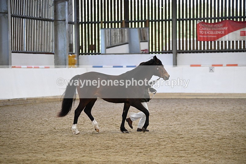 WJ5_5716 - Morning in hand Championship