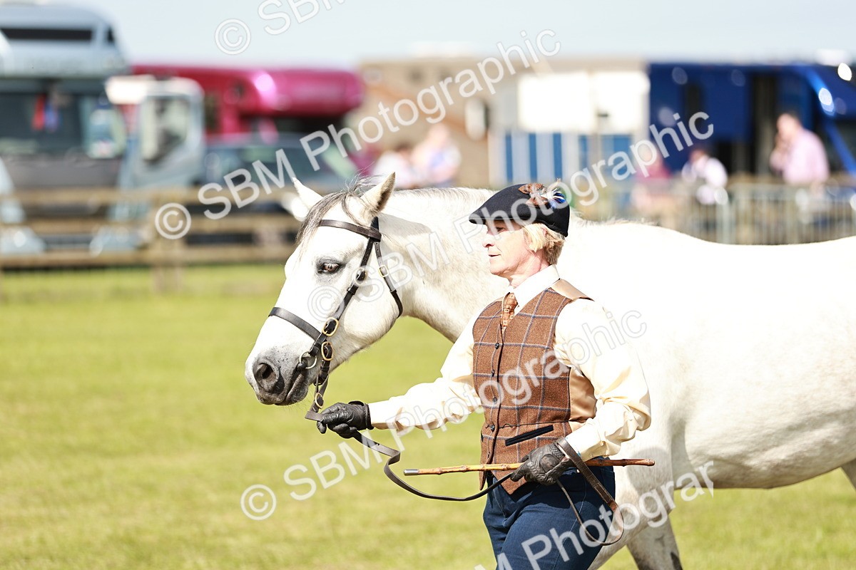 SBM_01678 - Class 14-23 - Mountain & Moorland In Hand Non Welsh