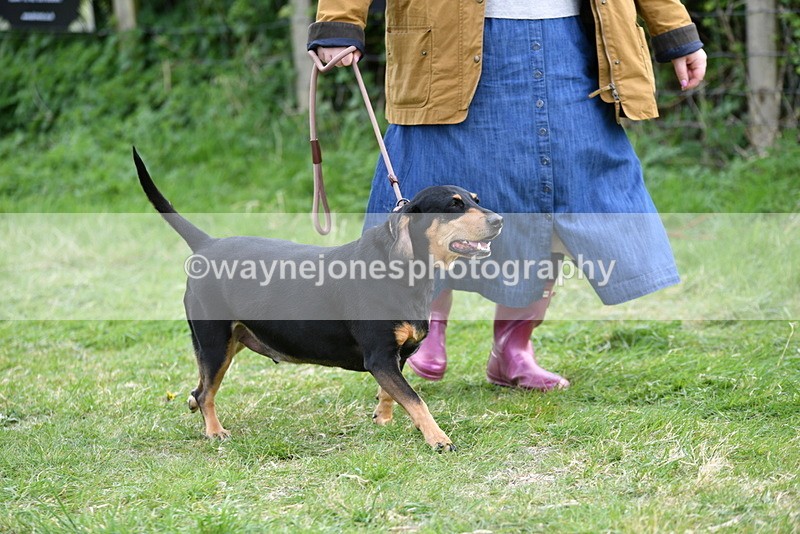 WJ5_0043 - Class 5 Best Veteran / 7 years & over