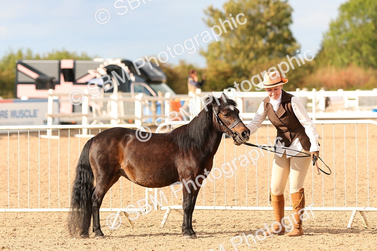 SBM_18363 - Class 318 - IH Part Bred Horse Pony