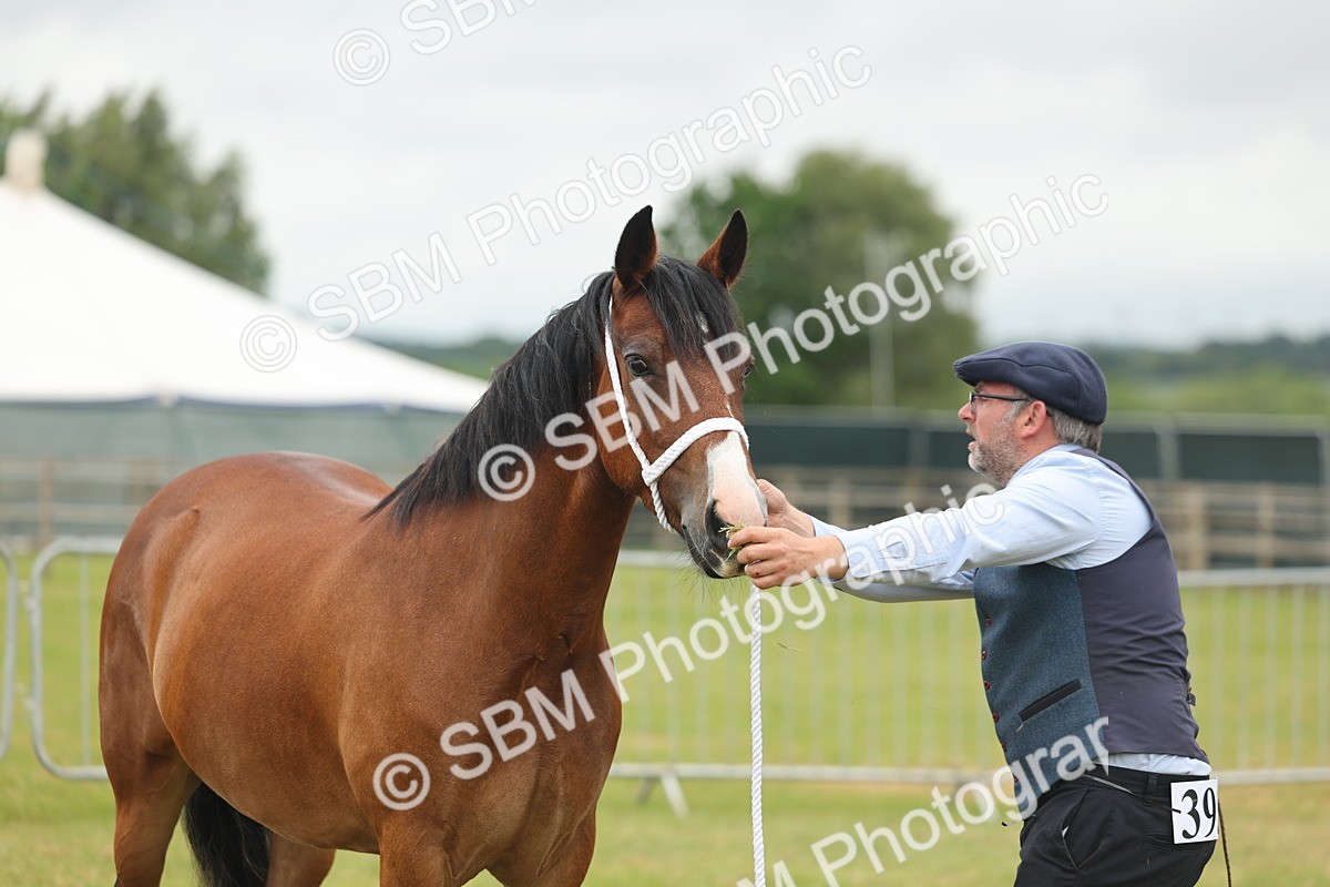 SBM_04836 - Class 50-57 - M&M Welsh Pony In Hand