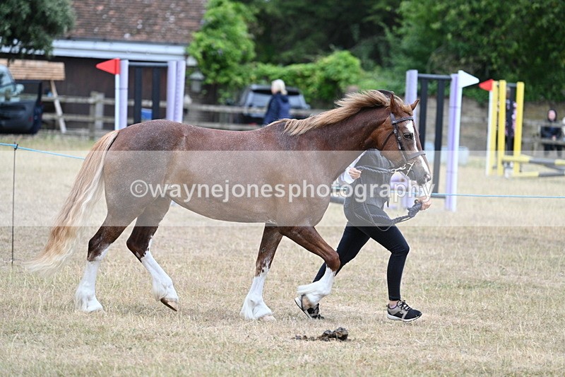 WJ7_8225 - Class 4 Prettiest Mare up to 14.2hh