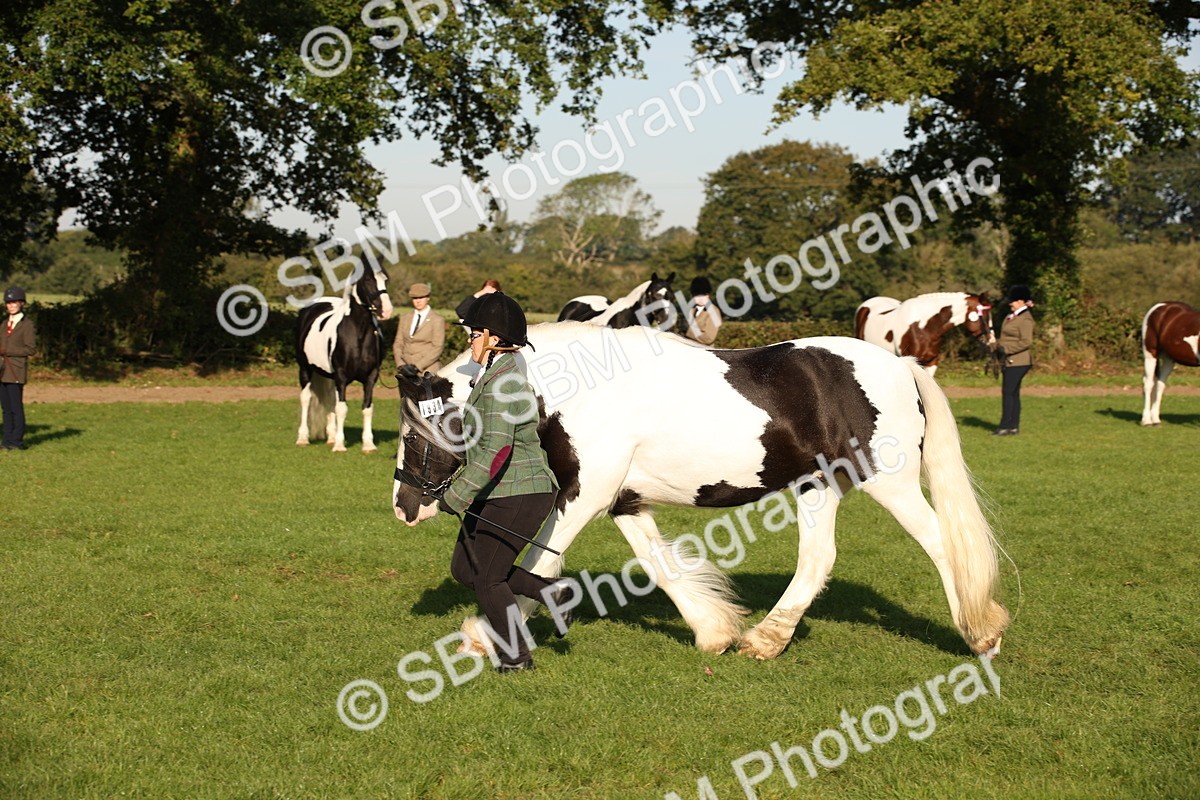 SBM_58727 - S51 - Piebald & Skewbald Horse In Hand