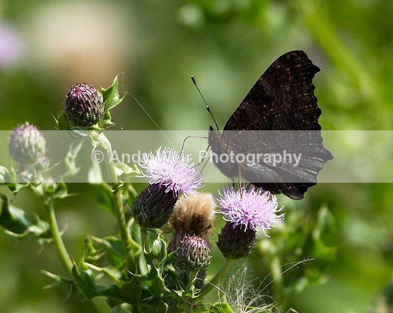 20110730-_MG_6376 - Butterflies & Moths