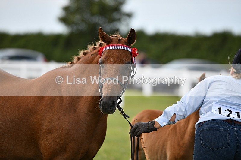 DSC_8539 - Class 69: Pure, Anglo & Part Bred In Hand Arab