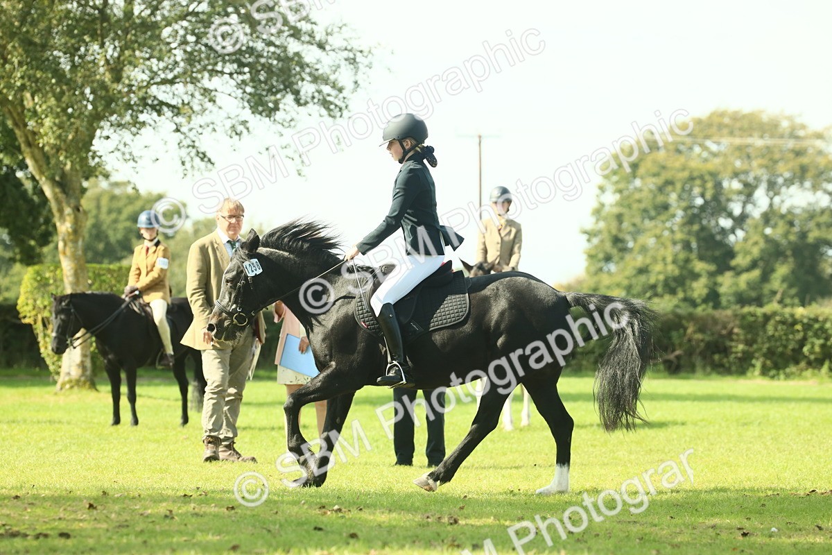 SBM_66547 - S34 - Rehabilitated Rescue Horse & Pony In Hand & Ridden