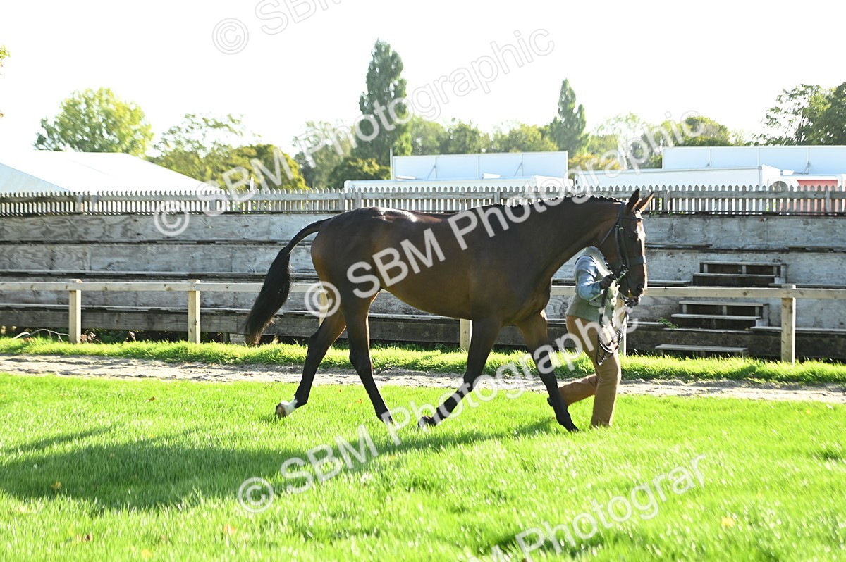 SBM_14745 - S1 - TSR in Hand Horse & Pony Showing