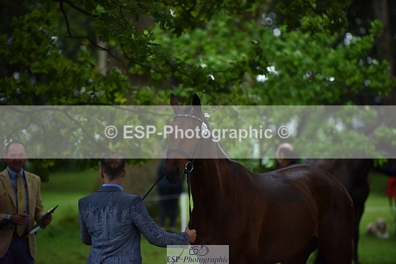 240522-162226-00869 - 275-SFS_ARRANO-Roberto_Scalisi