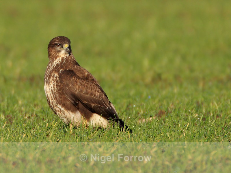 Buzzard on the ground in a field near Beckley, Oxfordshire - Buzzard