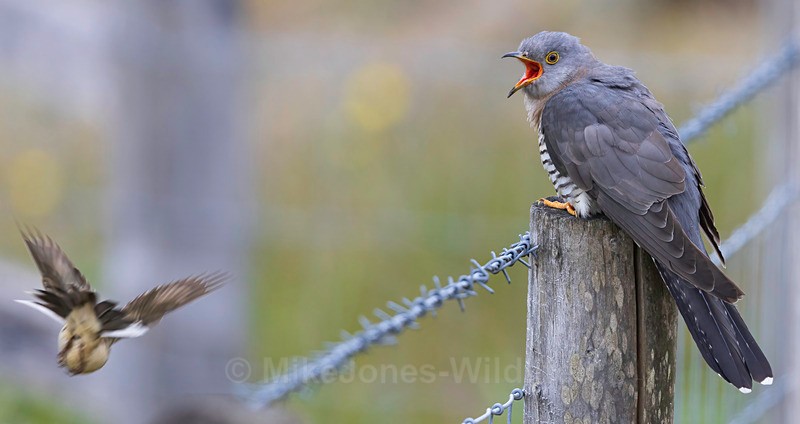 CUCKOO MEGA 6 - CUCKOOS 2025, North Wales