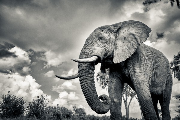 Kenya, Elephant