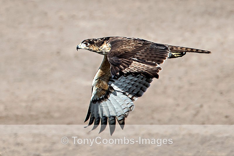 African Hawk Eagle - Etosha National Park ~ Birds
