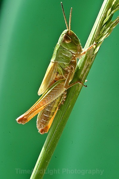 Grasshopper - Bugs