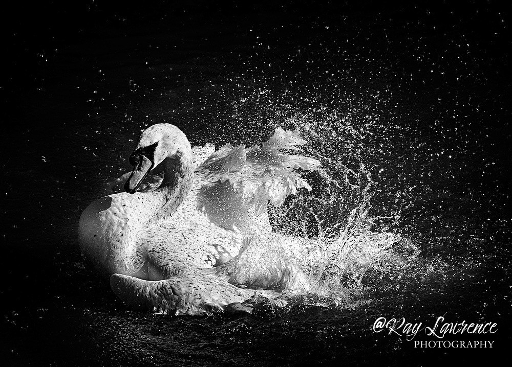 Making a Splash_RLP2403 - Wildlife - Other