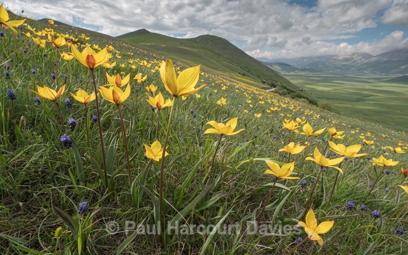 Wild Tulips (Tulipa sylvestris subsp autralis. also T. australis) - Flowers in the Landscape - 2