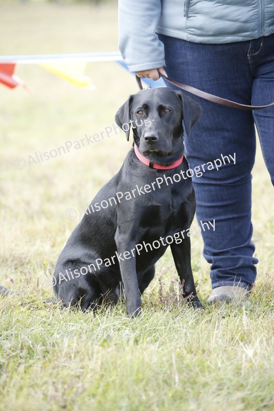 20250831-3622 - Dog Show