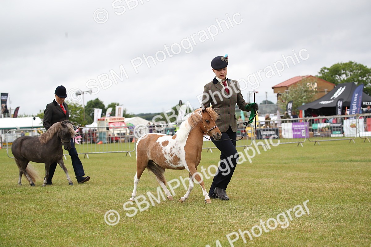 SBM_04031 - Class 23-25 - British Miniature Horse of the Year