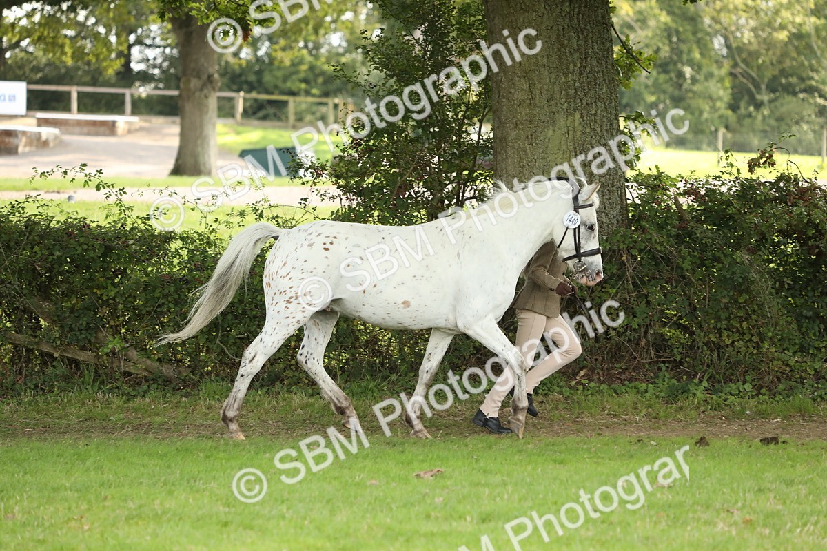 SBM_62747 - S46 - Mountain & Moorland In Hand Small Breeds