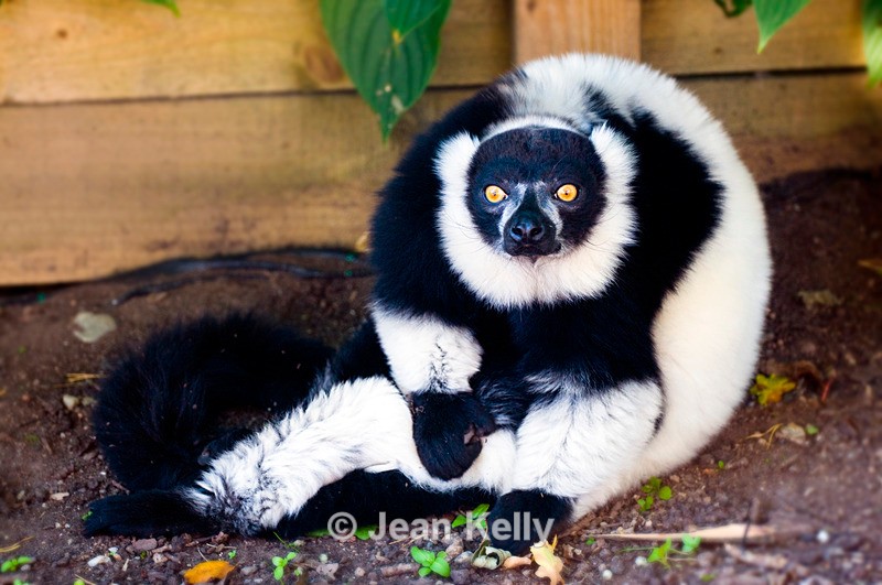 Black and white Ruffed Lemur - 0474 - Lemurs