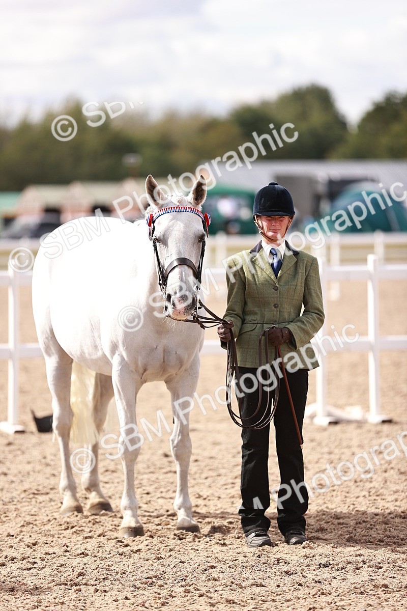 SBM_14224 - Class 407 - IH Hack Riding Horse