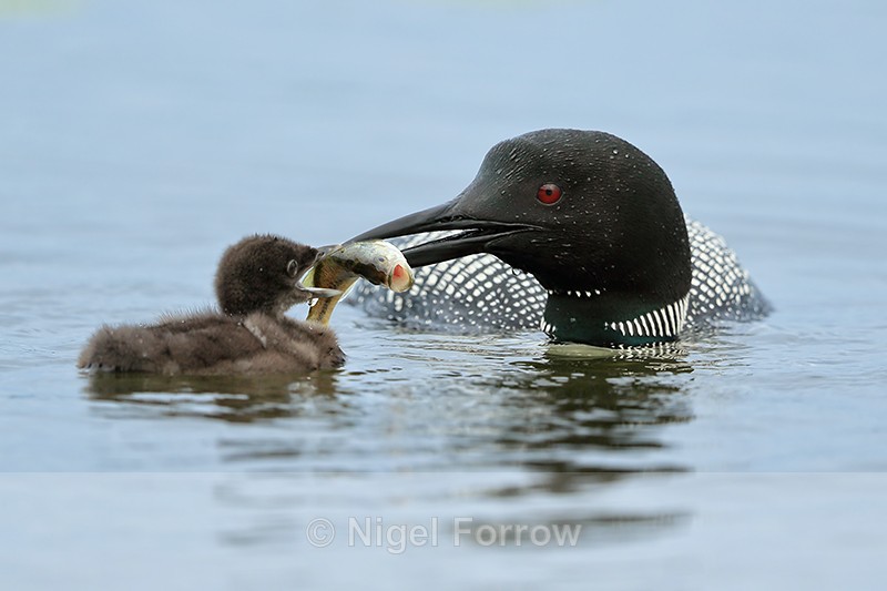 Common Loon presents large fish to chick, Minnesota, USA - Great Northern Diver