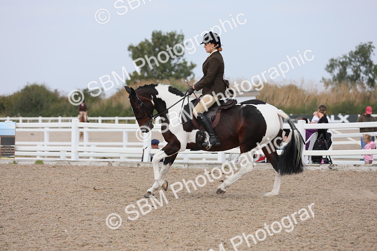 SBM_13462 - Class 308 Ridden Coloured Horse