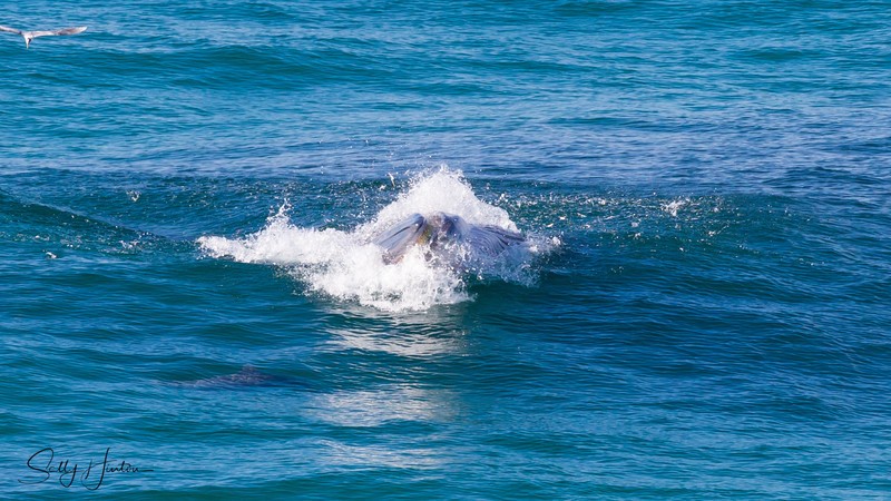 Whale Feeding 6