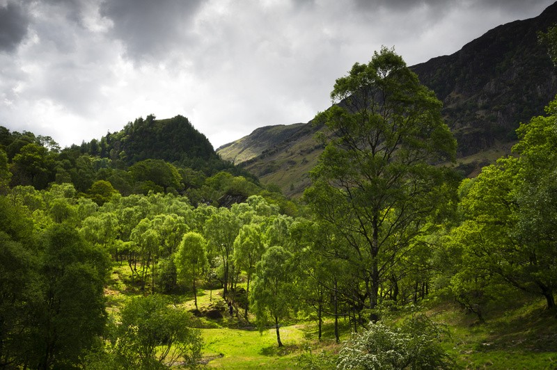 Borrowdale Green - Lake District