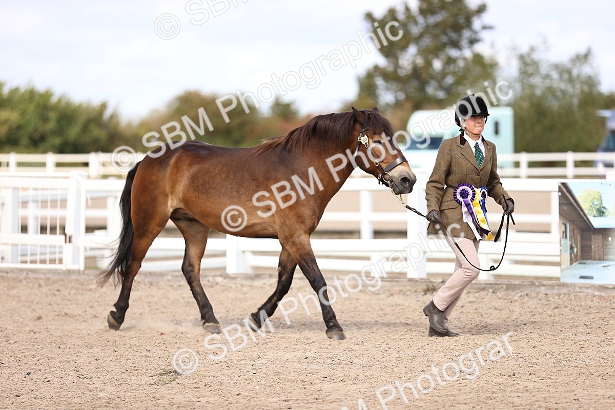 SBM_14426 - Class 412 - Handsomest Gelding (IH or Ridden)Adult