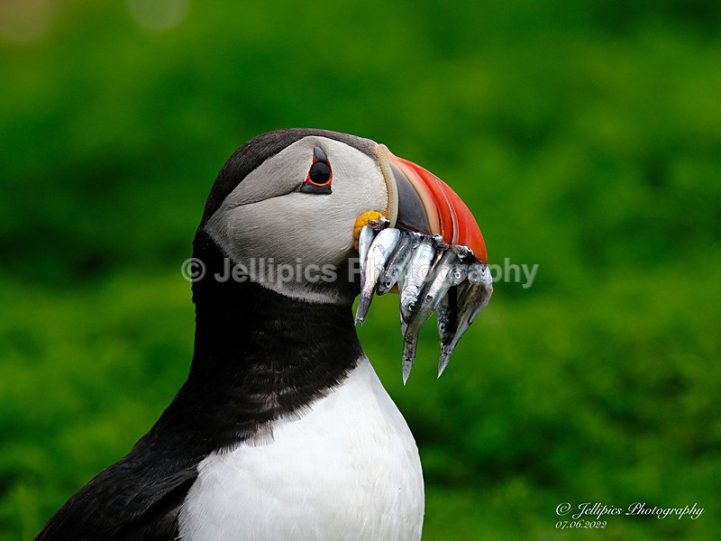  - Wildlife and Nature