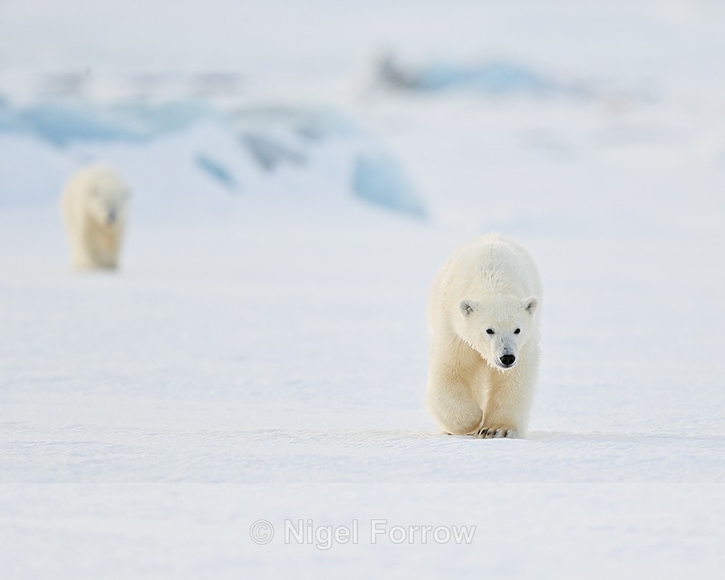 Two Polar Bear cubs, Svalbard, Norway - Polar Bear