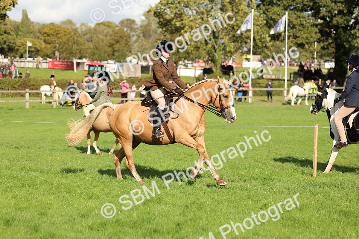 SBM_50076 - S34 - Novice & Newcomers Working Hunter