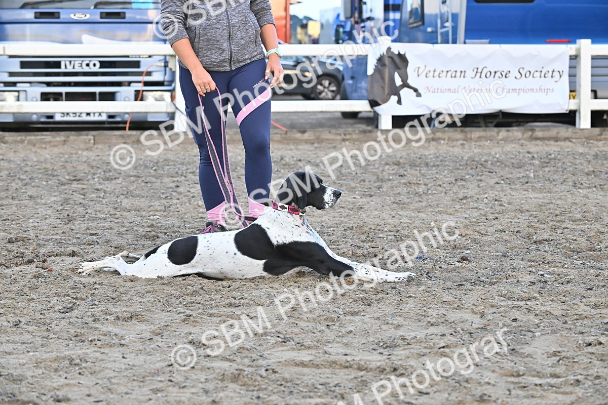 SBM_09595 - Lorry Dogs