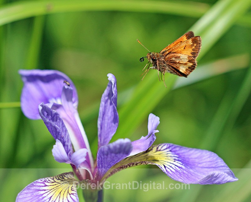 Hobomok in Flight - Butterflies & Moths of Atlantic Canada
