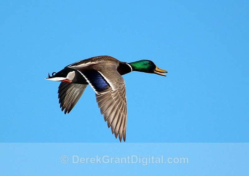 Mallard Drake in Flight - Birds of Atlantic Canada