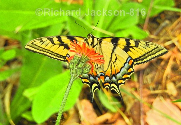 Tiger Swallowtail - Butterfly Gallery