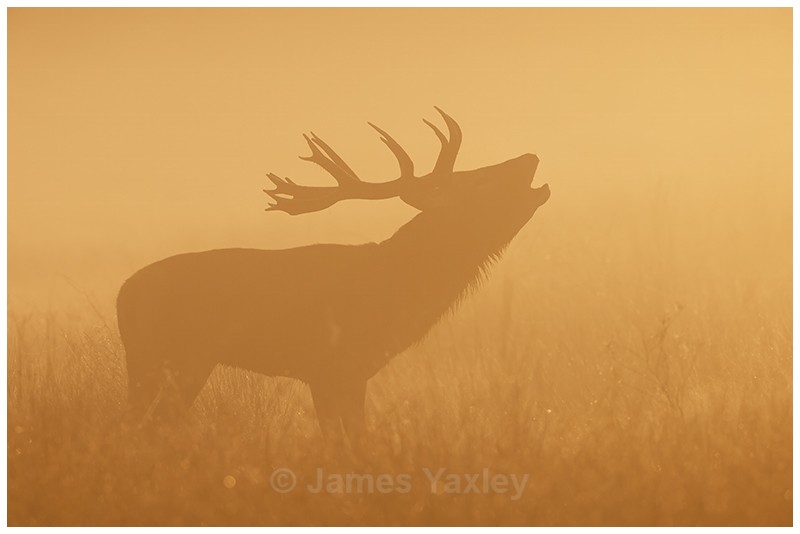 Misty Expectations - Latest Work