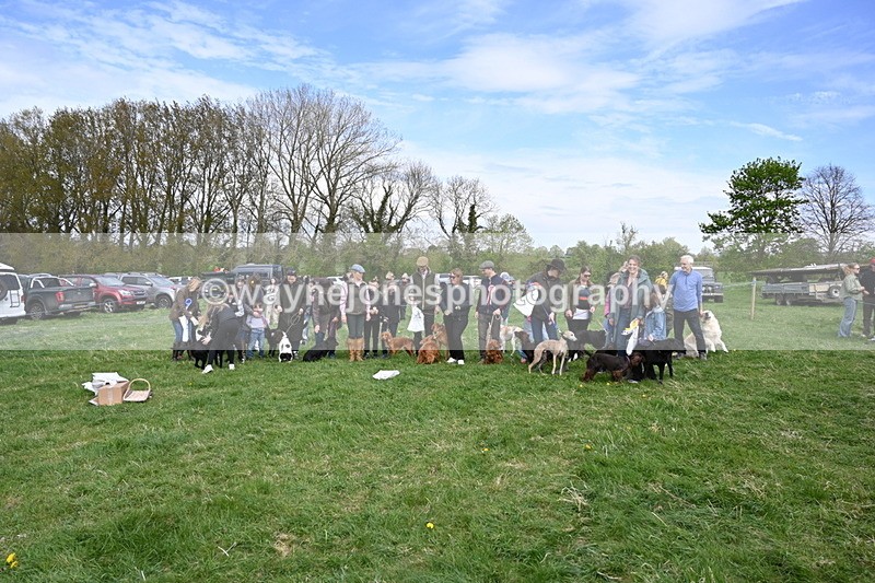 WJ6_9159 - Class 8 Best Working / Gun Dog or Bitch